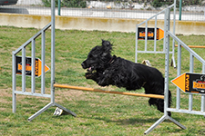 Leo haciendo Agility dog