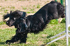 Leo haciendo Agility dog